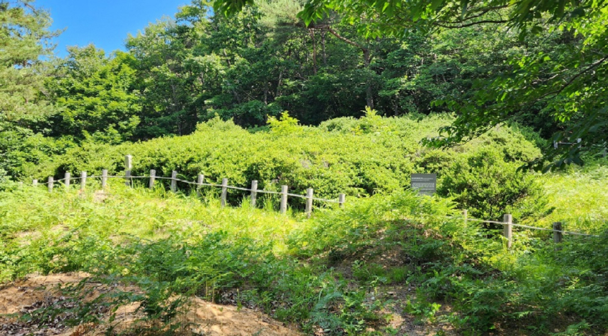 사진2.산림청은 전북 산림환경연구원과 부안군 천연기념물 꽝꽝나무 군락에서 증식 재료를 확보했다.jpg
